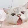 chii__♡