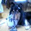 コリー犬
