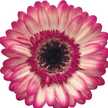sweetchami