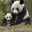 Panda＆MAN