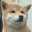 柴犬はち