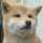 柴犬はち 柴犬はち