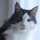 猫好きライダー