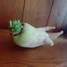 ゆーにｬﾝ