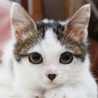 nyankapu