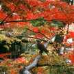 mafuryu