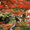 mafuryu