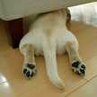 caprico