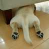 caprico