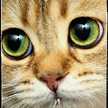 ♥ロビン♥
