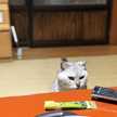 ほろまる