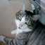daineko