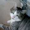 daineko