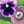 shinoby