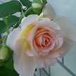 demel_chocola