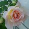 demel_chocola
