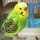 鳥飼い姐さん 鳥飼い姐さん