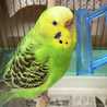鳥飼い姐さん