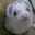 achao