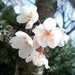 聖蘭sera