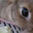 うさぎ。。。