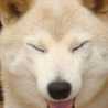 ことりりん