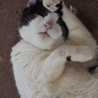 bluekitty