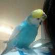 emoet