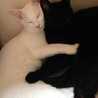ねこぶくろキッチン
