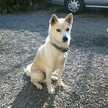 peacedog