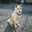 peacedog