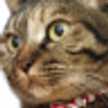 猫毛玉