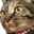 猫毛玉