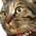 猫毛玉