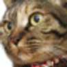 猫毛玉