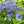 caraway0403