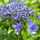caraway0403 caraway0403