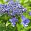 caraway0403
