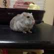 motikoちゃん