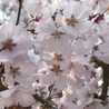 千年桜のママ