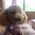marwee