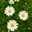 ＊ｃｌｏｖｅｒ＊