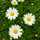 ＊ｃｌｏｖｅｒ＊