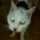 MEILIN