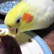 しろグレイ
