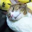 猫のすずめ