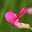 lathyrus