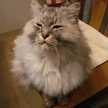 まめまきねこ