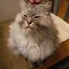 まめまきねこ