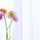 mtymi